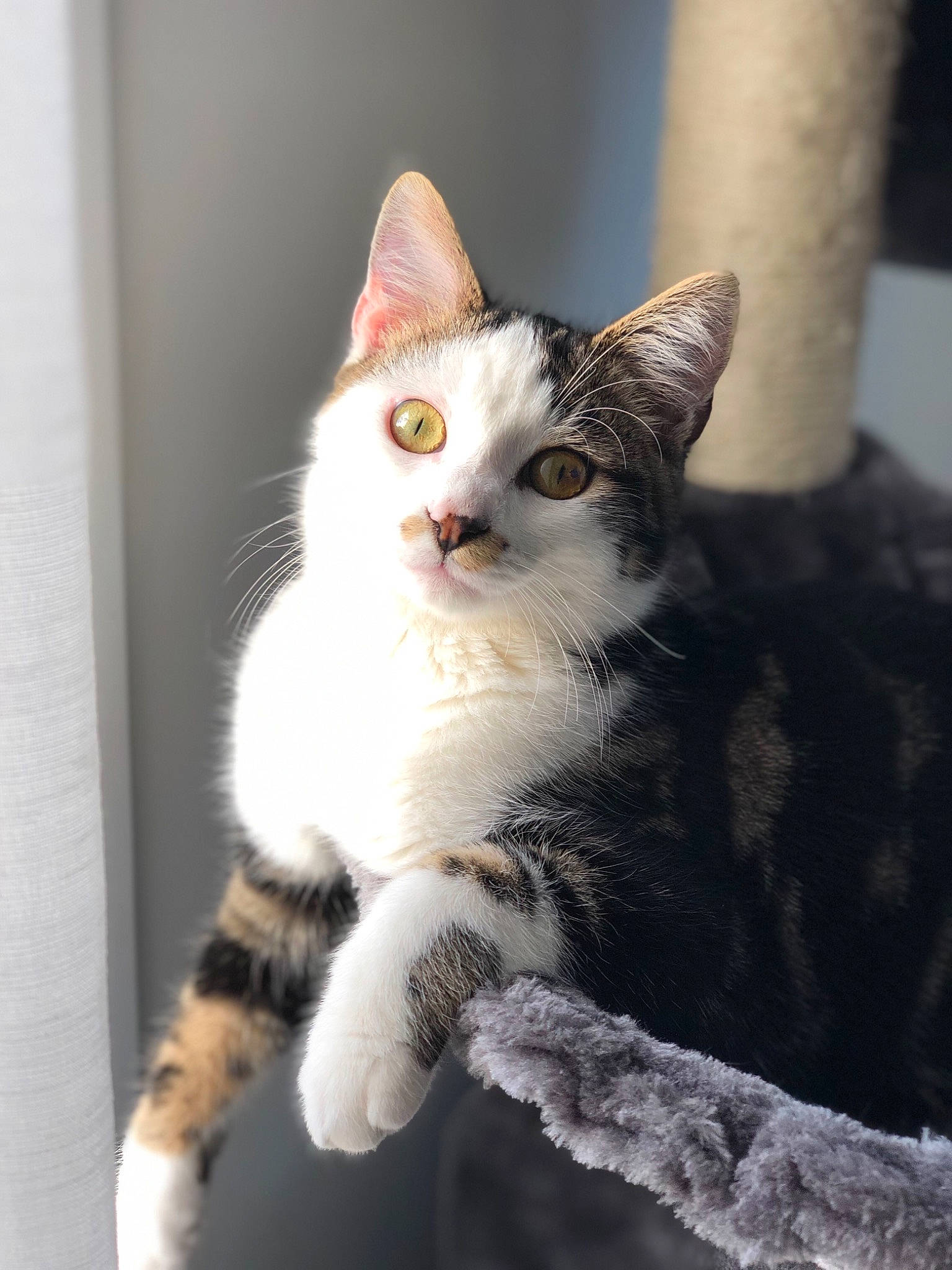 Odyssé a rejoint le concours — aidez-le/la à gagner de superbes lots ! aegean_cat, american_shorthair, american_wirehair, asian, carnivore, cat, domestic_short_haired_cat, dragon_li, ear, european_shorthair, eye, felidae, fur, kitten, mammal, small_to_medium_sized_cats, tabby_cat, vertebrate, whiskers