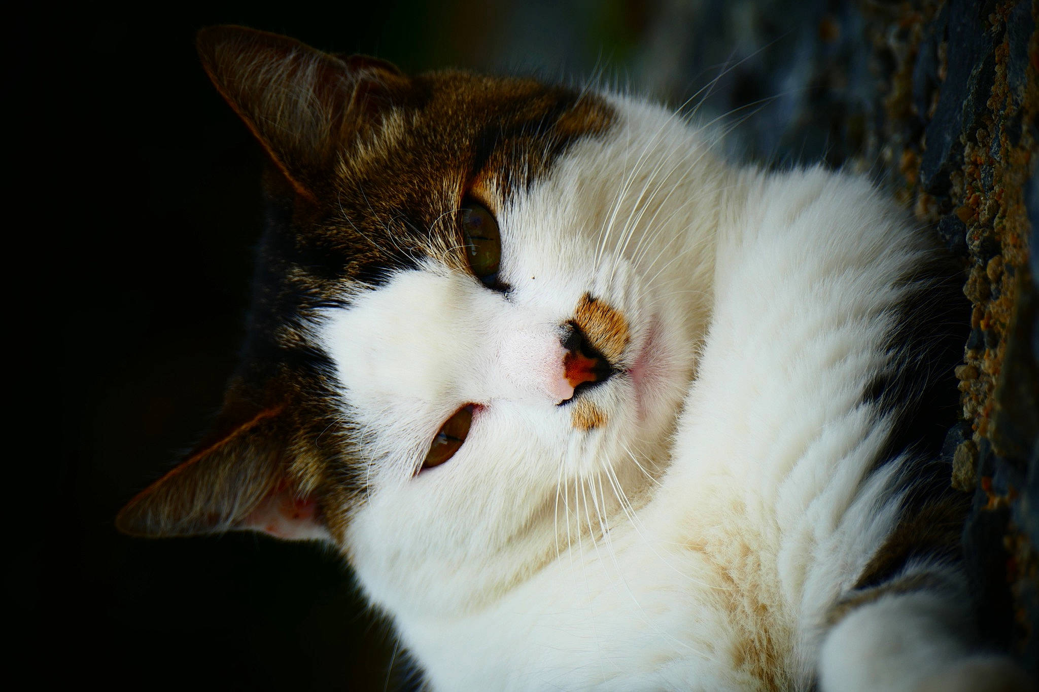 Odyssé participe au concours pour gagner de l'argent avec cette photo : carnivore, cat, close_up, domestic_short_haired_cat, eye, fawn, felidae, fur, paw, small_to_medium_sized_cats, tail, terrestrial_animal, tree, whiskers, wood