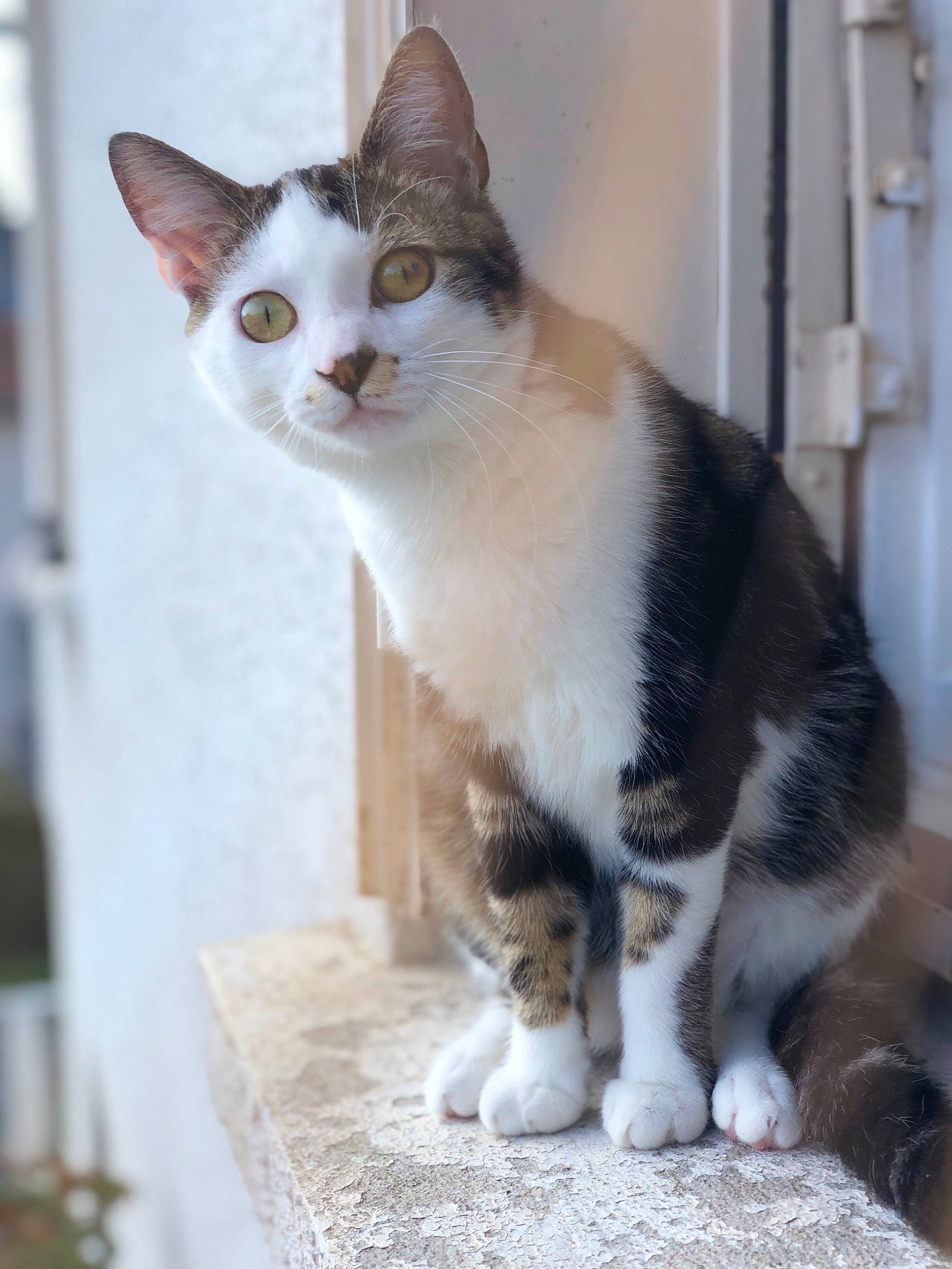 Odyssé a rejoint le concours — aidez-le/la à gagner de superbes lots ! aegean_cat, american_wirehair, asian, carnivore, cat, domestic_short_haired_cat, european_shorthair, felidae, german_rex, kitten, mammal, polydactyl_cat, small_to_medium_sized_cats, vertebrate, whiskers