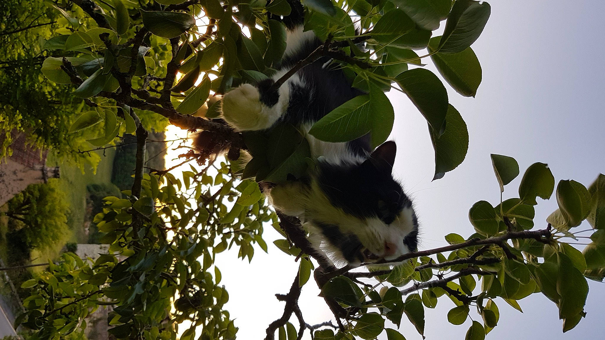 Sherlock a rejoint le concours — aidez-le/la à gagner de superbes lots ! branch, carnivore, cat, felidae, fur, green, leaf, organism, small_to_medium_sized_cats, twig, whiskers