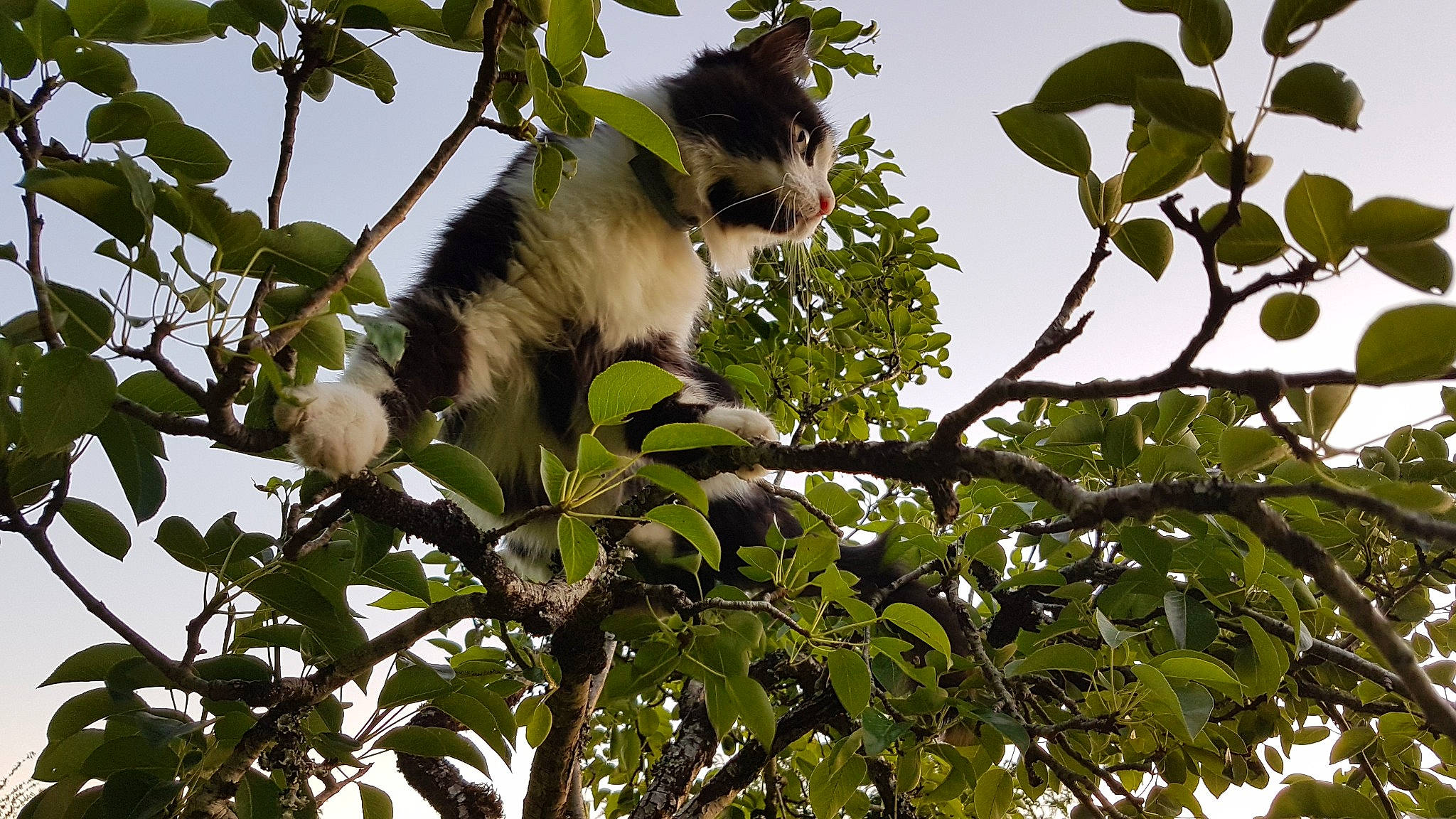 Sherlock participe au concours pour gagner de l'argent avec cette photo : botany, branch, daytime, fur, jungle, leaf, natural_environment, organism, primate, terrestrial_animal, twig, vertebrate, wildlife, woody_plant