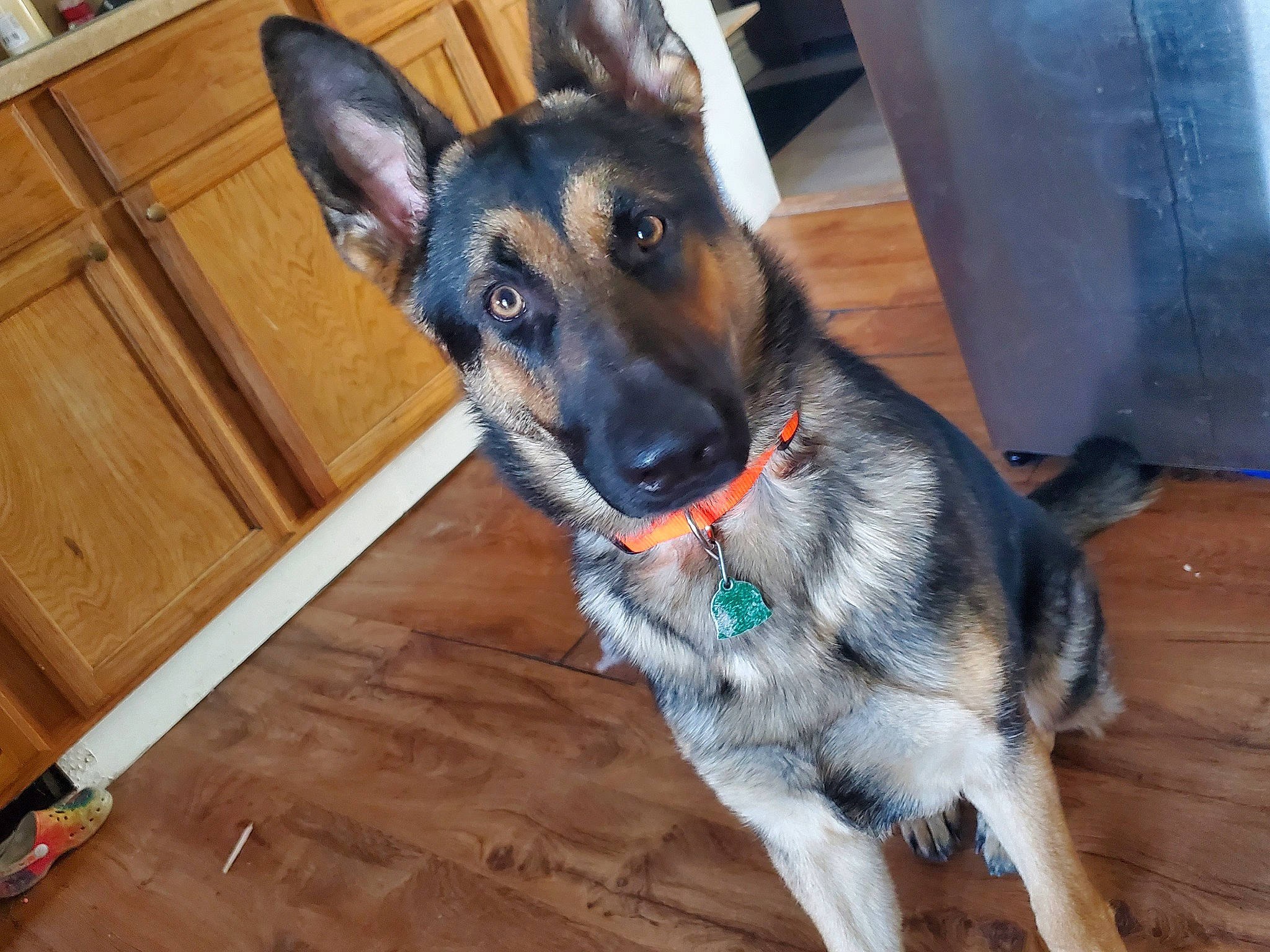 Sadie is registered to the contest to win money with this photo: cabinetry, canidae, carnivore, collar, companion_dog, dog, dog_breed, dog_supply, ear, fawn, flooring, fur, german_shepherd_dog, hardwood, herding_dog, snout, sporting_group, whiskers, wood, working_animal