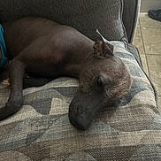 Maxine joined the competition — help win amazing prizes! animal, brown, close_up, couch, cushion, dog, ear, floor, furniture, hairless_dog, indoor, pattern, paw, pet, relaxed, resting, sleepy, snout, texture, tile