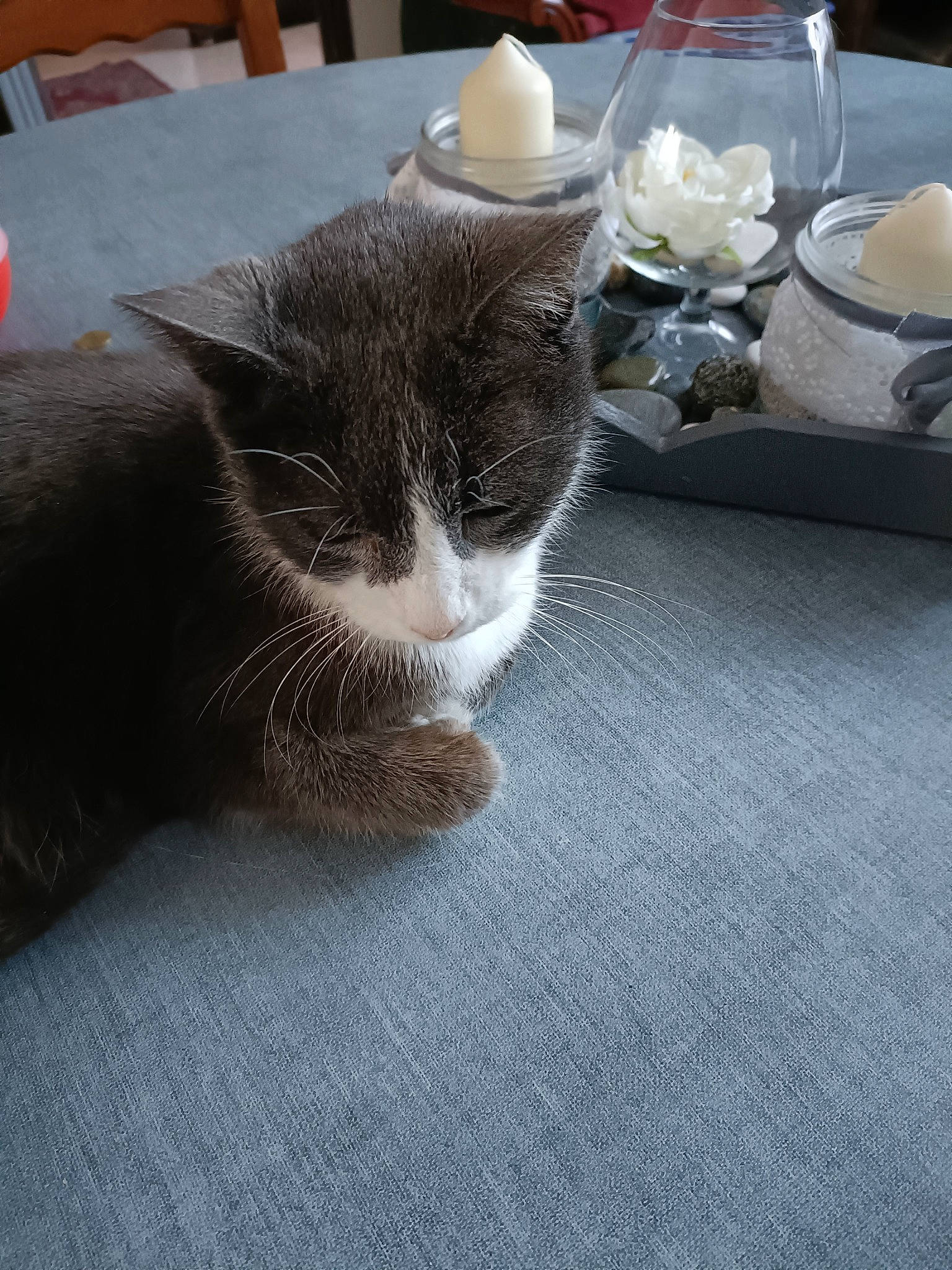 Bubulle participe au concours pour gagner de l'argent avec cette photo : carnivore, cat, comfort, cup, domestic_short_haired_cat, felidae, flooring, fur, grey, hardwood, linens, plate, porcelain, serveware, small_to_medium_sized_cats, table, tableware, tail, whiskers, wood