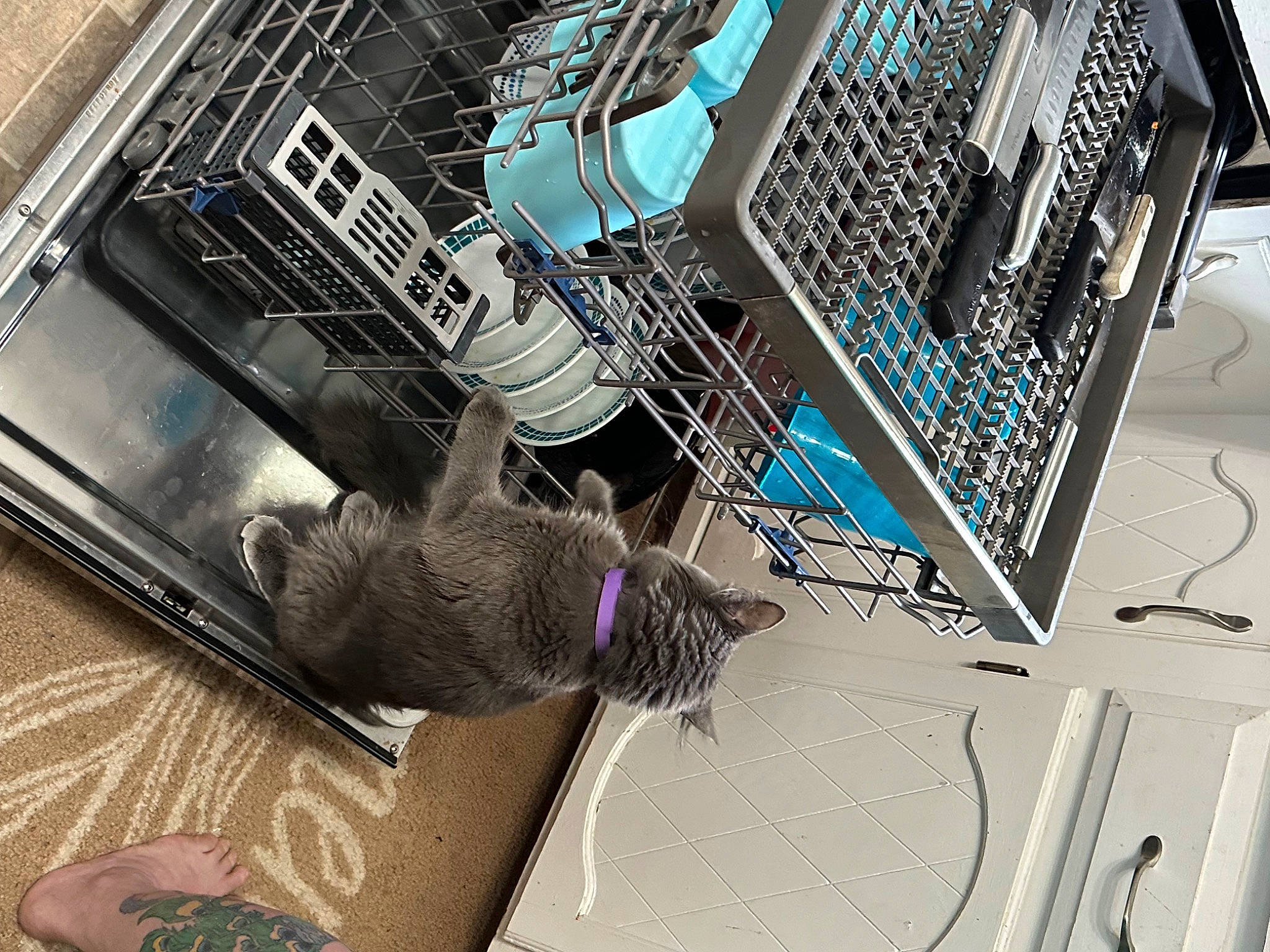 Felix joined the competition — help win amazing prizes! cat, circuit_component, computer, computer_cooling, computer_hardware, computer_network, electrical_wiring, electronic_device, electronic_engineering, engineering, felidae, input_device, laptop, passive_circuit_component, peripheral, personal_computer, space_bar, technology, whiskers, wire