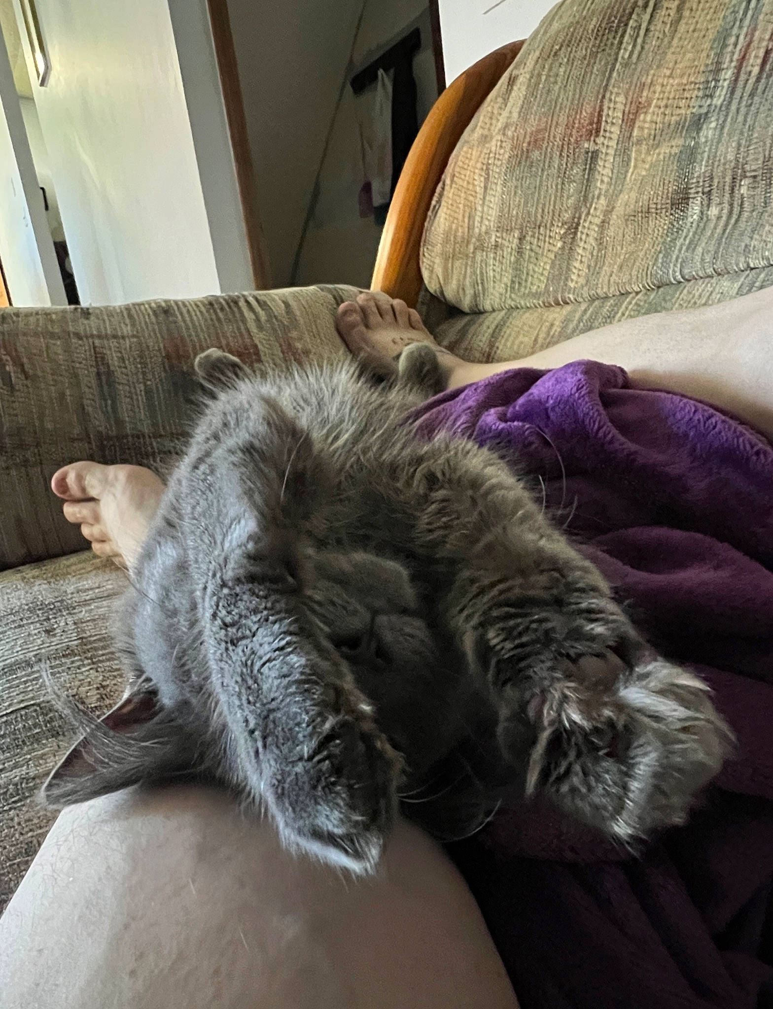 Felix joined the competition — help win amazing prizes! carnivore, cat, chartreux, claw, comfort, domestic_short_haired_cat, felidae, flooring, fur, grey, human_leg, nap, paw, room, sleep, small_to_medium_sized_cats, tail, terrestrial_animal, whiskers