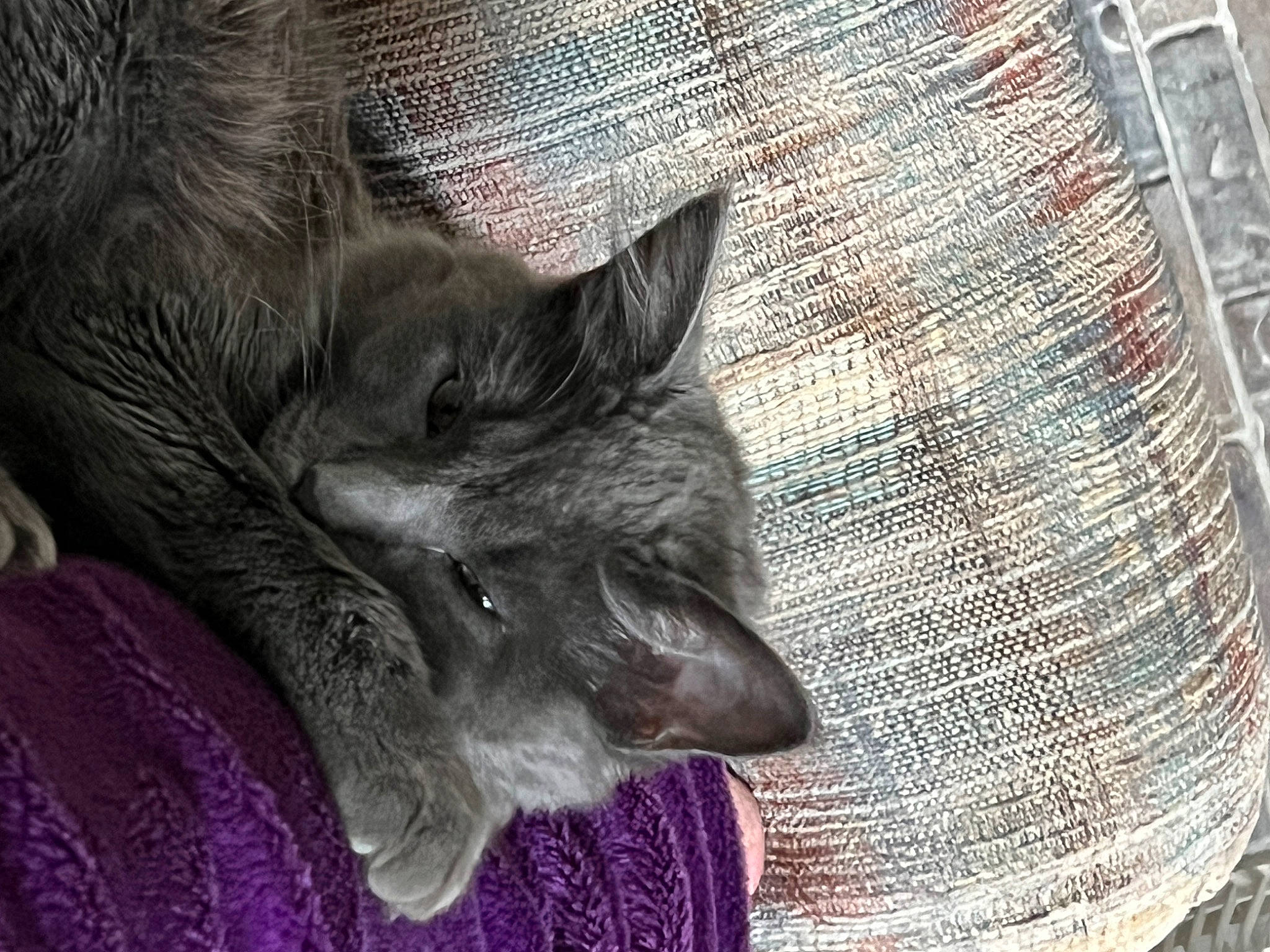 Felix is registered to the contest to win money with this photo: black_cat, carnivore, cat, claw, comfort, domestic_short_haired_cat, felidae, fur, grey, hat, knitting, pattern, paw, small_to_medium_sized_cats, snout, tail, terrestrial_animal, whiskers, wood, woven_fabric