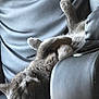 animal, cat, chair, comfort, cozy, cute, feline, fur, gray_cat, home, indoor, leather_chair, paws, pet, playful, relaxing, resting, sleeping, upside_down, whiskers