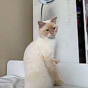 Henry is registered to the contest to win money with this photo: cat, cream_cat, sitting, upright_posture, blue_eyes, fluffy, fur, whiskers, ears, nose, animal, pet, indoor, home, chair, white_furniture, lamp, cabinet, portrait, funny_pose