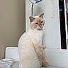 cat, cream_cat, sitting, upright_posture, blue_eyes, fluffy, fur, whiskers, ears, nose, animal, pet, indoor, home, chair, white_furniture, lamp, cabinet, portrait, funny_pose