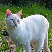 Yuki participe au concours pour gagner de l'argent avec cette photo : cat, white_cat, blue_eyes, animal, pet, outdoor, greenery, grass, nature, path, fur, alert, mammal, whiskers, tail, sunlight, garden, walking, domestic_cat, cute