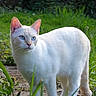 cat, white_cat, blue_eyes, animal, pet, outdoor, greenery, grass, nature, path, fur, alert, mammal, whiskers, tail, sunlight, garden, walking, domestic_cat, cute