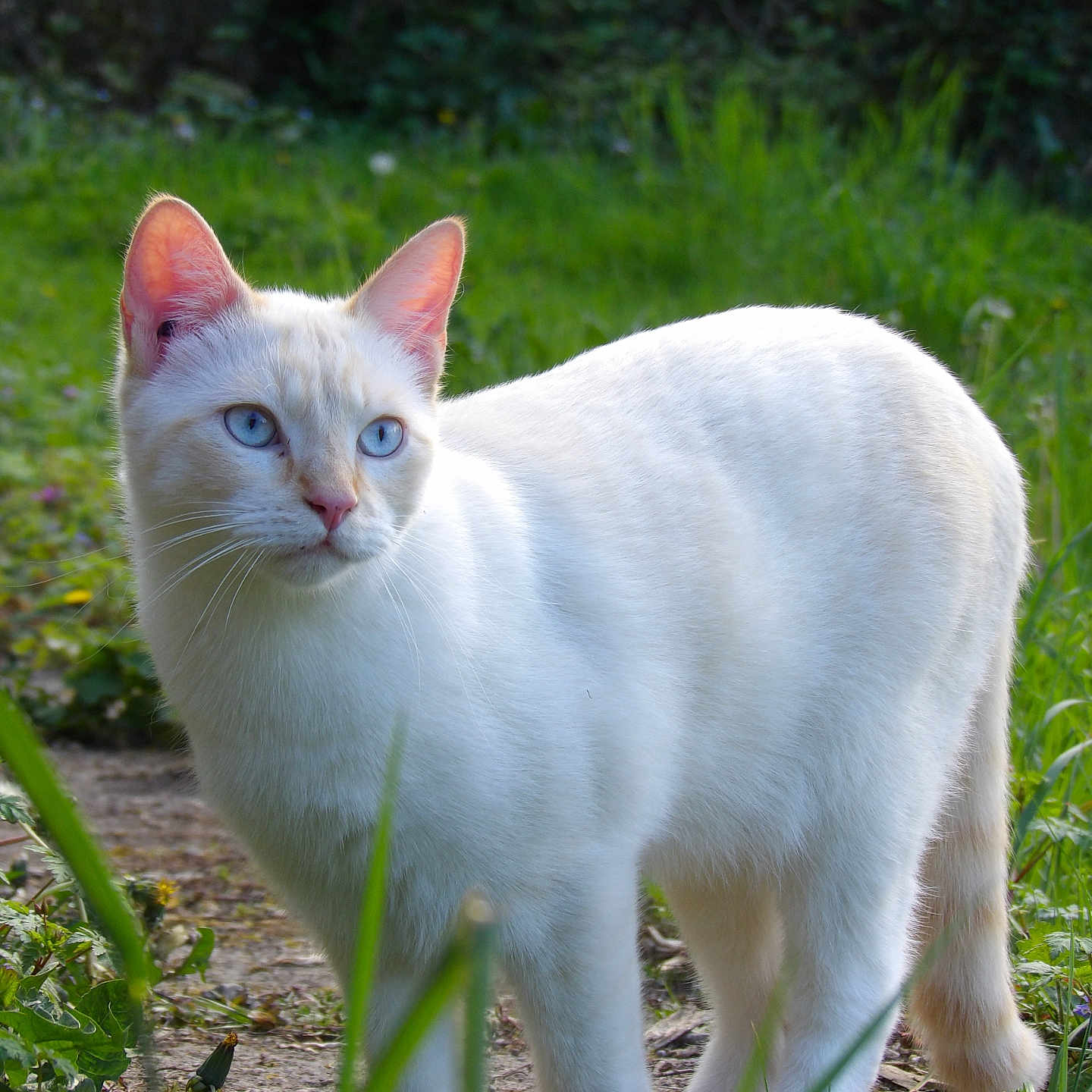 Yuki participe au concours pour gagner de l'argent avec cette photo : cat, white_cat, blue_eyes, animal, pet, outdoor, greenery, grass, nature, path, fur, alert, mammal, whiskers, tail, sunlight, garden, walking, domestic_cat, cute