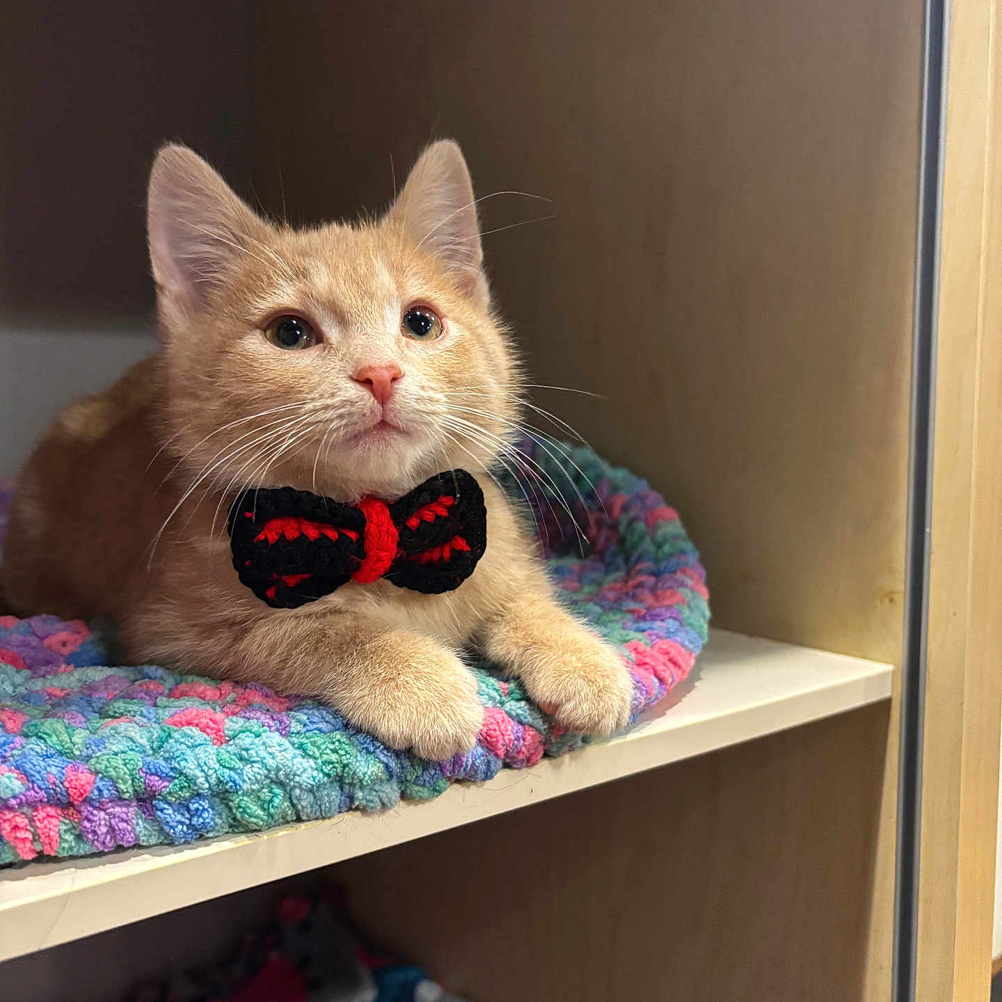 Garfield joined the competition — help win amazing prizes! abyssinian, animal, blanket, bookcase, cat, closet, cupboard, drawer, furniture, hardwood, kitten, manx, pet, plush, plywood, shelf, siamese, toy, wardrobe, wood