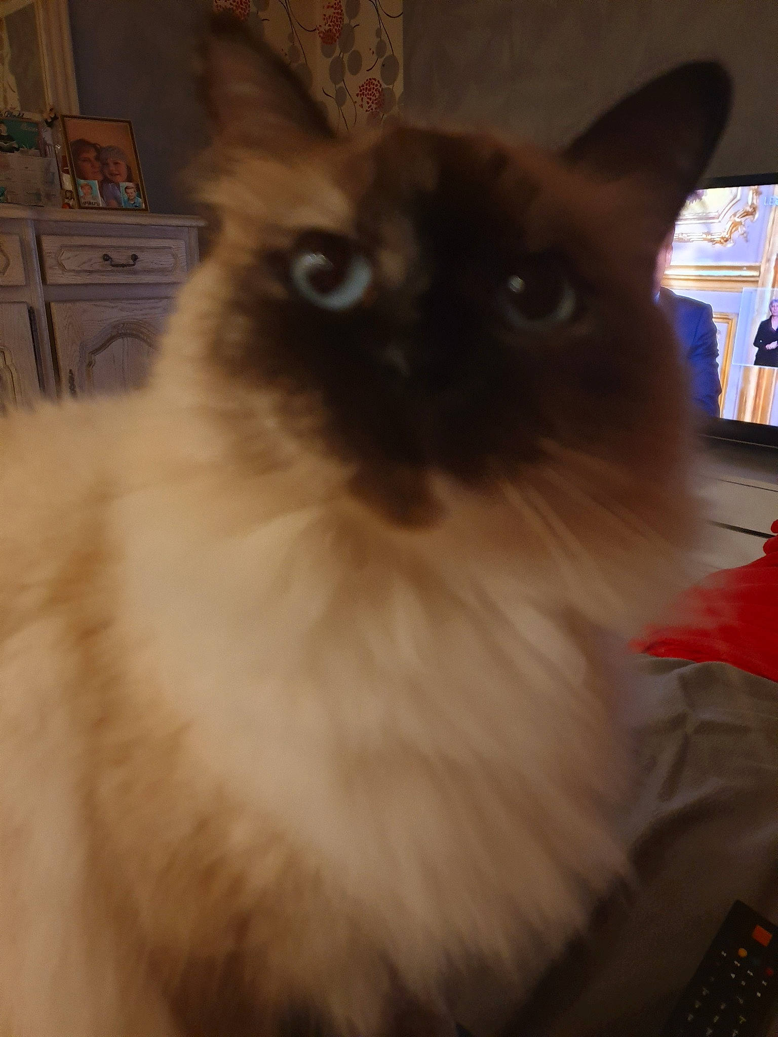 Stessy participe au concours pour gagner de l'argent avec cette photo : asian_semi_longhair, balinese, birman, burmese, carnivore, cat, domestic_long_haired_cat, fawn, felidae, himalayan, javanese, mammal, ragdoll, siamese, small_to_medium_sized_cats, snowshoe, thai, tonkinese, vertebrate, whiskers