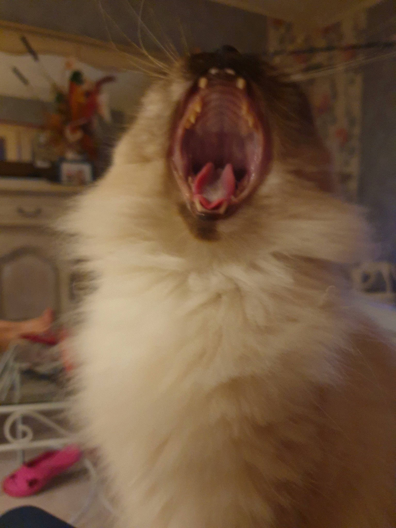 Stessy a rejoint le concours — aidez-le/la à gagner de superbes lots ! birman, canidae, carnivore, cat, dog_breed, ear, facial_expression, fawn, felidae, fur, mouth, snout, whiskers, yawn