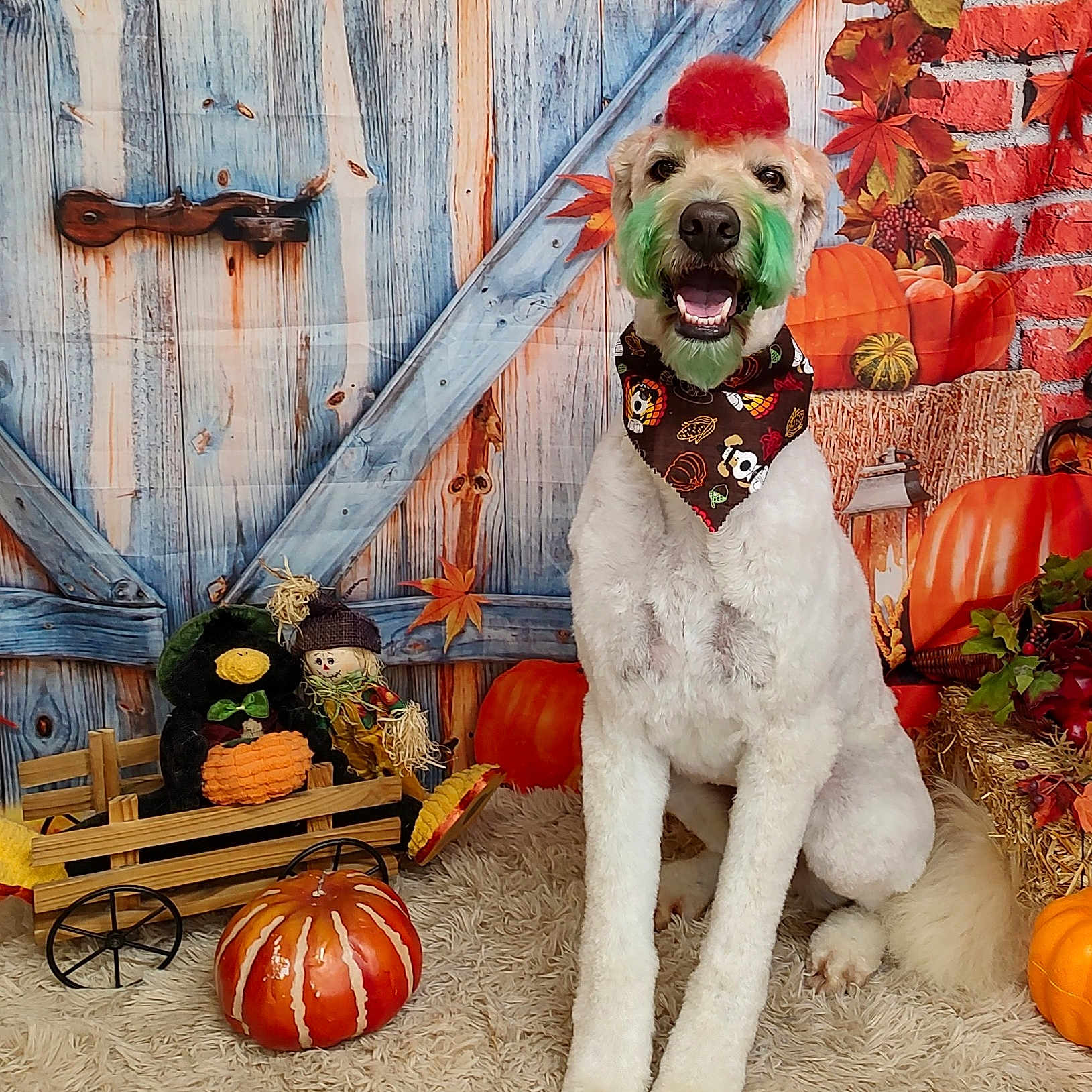 Murphy joined the competition — help win amazing prizes! animal, canine, dog, face, flower, flowerarrangement, food, head, leaf, person, pet, photography, plant, portrait, pottedplant, produce, pumpkin, squash, vegetable, wood