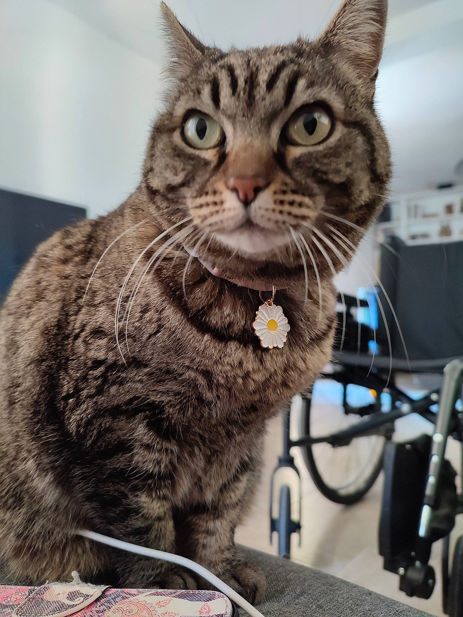 Fleur participe au concours pour gagner de l'argent avec cette photo : carnivore, cat, claw, domestic_short_haired_cat, ear, felidae, fur, paw, sitting, small_to_medium_sized_cats, snout, tail, terrestrial_animal, whiskers, wire