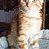 Figaro