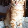 cat, kitten, orange_and_white, fluffy, sitting, portrait, pet, animal, whiskers, ears, eyes, pink_nose, fur, blanket, indoors, home, sunlight, cozy, cute, centered_composition
