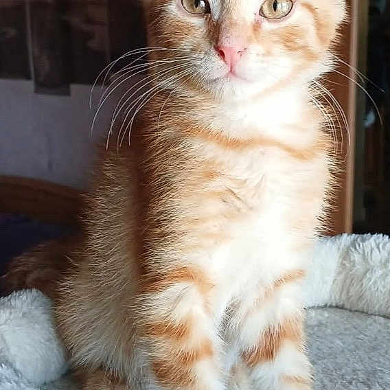Figaro participe au concours pour gagner de l'argent avec cette photo : cat, kitten, orange_and_white, fluffy, sitting, portrait, pet, animal, whiskers, ears, eyes, pink_nose, fur, blanket, indoors, home, sunlight, cozy, cute, centered_composition