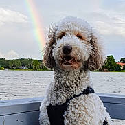 Muffin is registered to the contest to win money with this photo: animal, canine, cloudy_sky, curly_hair, daytime, dock, dog, double_rainbow, harness, lake, leash, nature, outdoor, pet, portrait, rainbow, scenic, smiling, trees, water