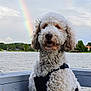 animal, canine, cloudy_sky, curly_hair, daytime, dock, dog, double_rainbow, harness, lake, leash, nature, outdoor, pet, portrait, rainbow, scenic, smiling, trees, water