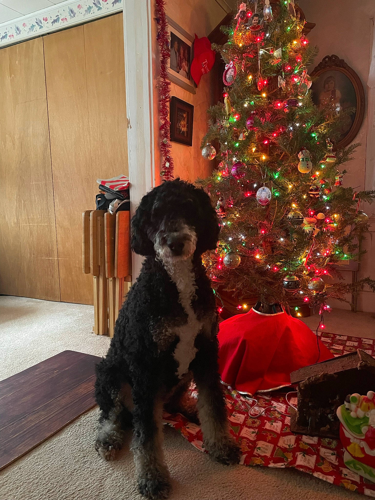 Georgia is registered to the contest to win money with this photo: carnivore, christmas_decoration, christmas_ornament, christmas_tree, companion_dog, conifer, dog, dog_breed, event, evergreen, holiday, holiday_ornament, home, living_room, ornament, room, tree, water_dog, wood, working_animal