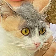 Maika participe au concours pour gagner de l'argent avec cette photo : animal, calico, cat, close_up, cute, domestic_animal, ears, face, feline, fur, hand, holding, nature, outdoor, person, pet, portrait, whiskers, white_shirt, yellow_eyes