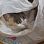 Maika participe au concours pour gagner de l'argent avec cette photo : animal, cat, closeup, curious, domestic, eyes, face, floor, fur, head, hidden, indoor, mischievous, pet, plastic_bag, playful, resting, texture, whiskers, yellow