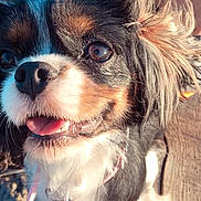 Luna a rejoint le concours — aidez-le/la à gagner de superbes lots ! dog, puppy, close_up, tricolor, happy, tongue_out, leash, collar, fluffy_fur, outdoor, wooden_surface, pet, animal, sunlight, smiling, ears, face, brown_eyes, cute, small_dog