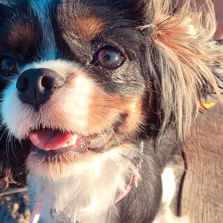 Luna a rejoint le concours — aidez-le/la à gagner de superbes lots ! animal, brown_eyes, close_up, collar, cute, dog, ears, face, fluffy_fur, happy, leash, outdoor, pet, puppy, small_dog, smiling, sunlight, tongue_out, tricolor, wooden_surface