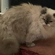 Francesca is registered to the contest to win money with this photo: cat, fluffy, indoor, carpet, animal, pet, fur, mammal, household, feline, domestic, long_hair, cute, looking_away, standing, brown, cream, black, tail, whiskers