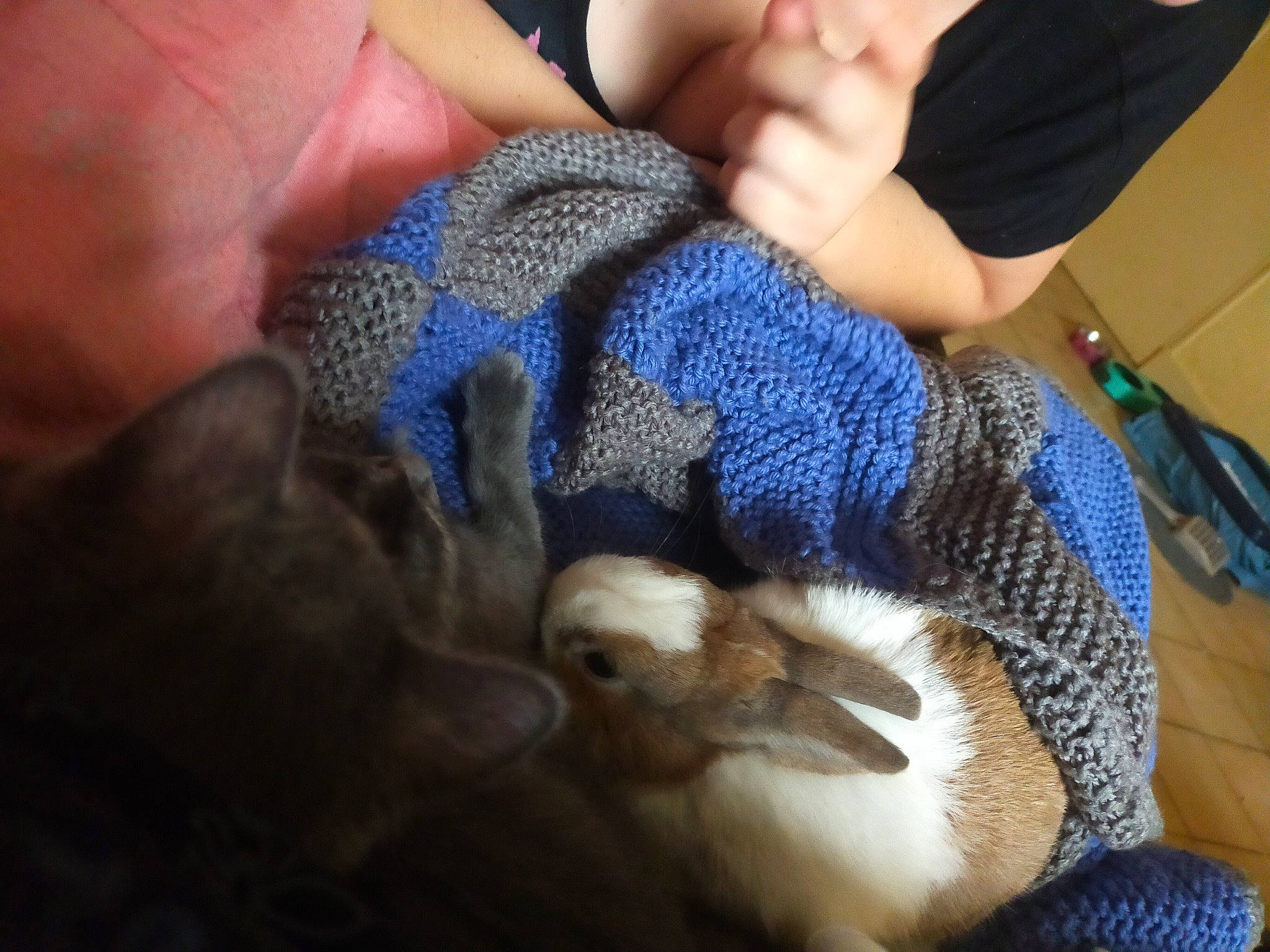 Rebelle a rejoint le concours — aidez-le/la à gagner de superbes lots ! claw, felidae, finger, hand, knitting, wool