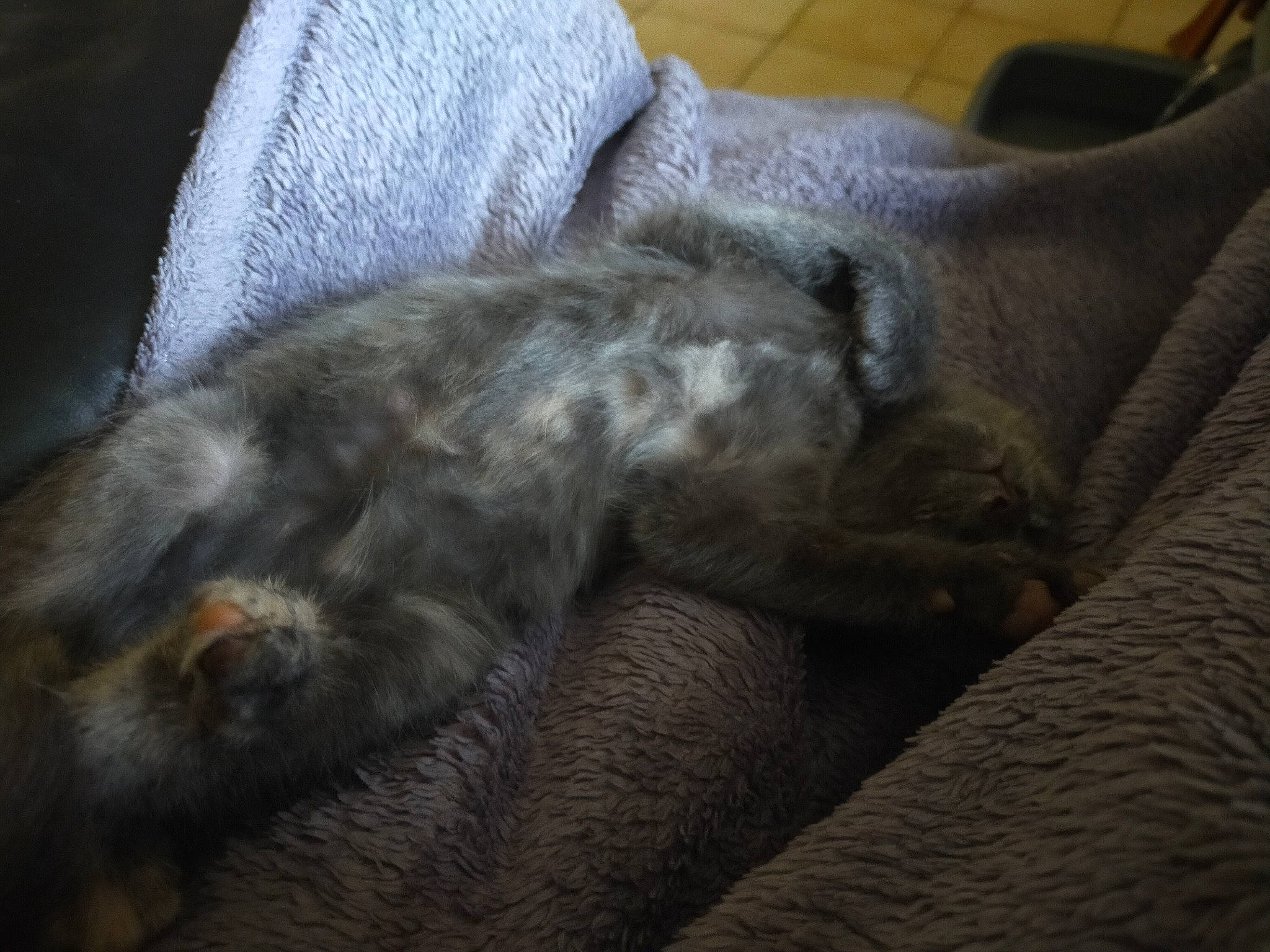 Rebelle a rejoint le concours — aidez-le/la à gagner de superbes lots ! canidae, carnivore, cat, chartreux, claw, fawn, felidae, kitten, korat, leg, nap, russian_blue, sleep, small_to_medium_sized_cats, sporting_group, tail, weimaraner