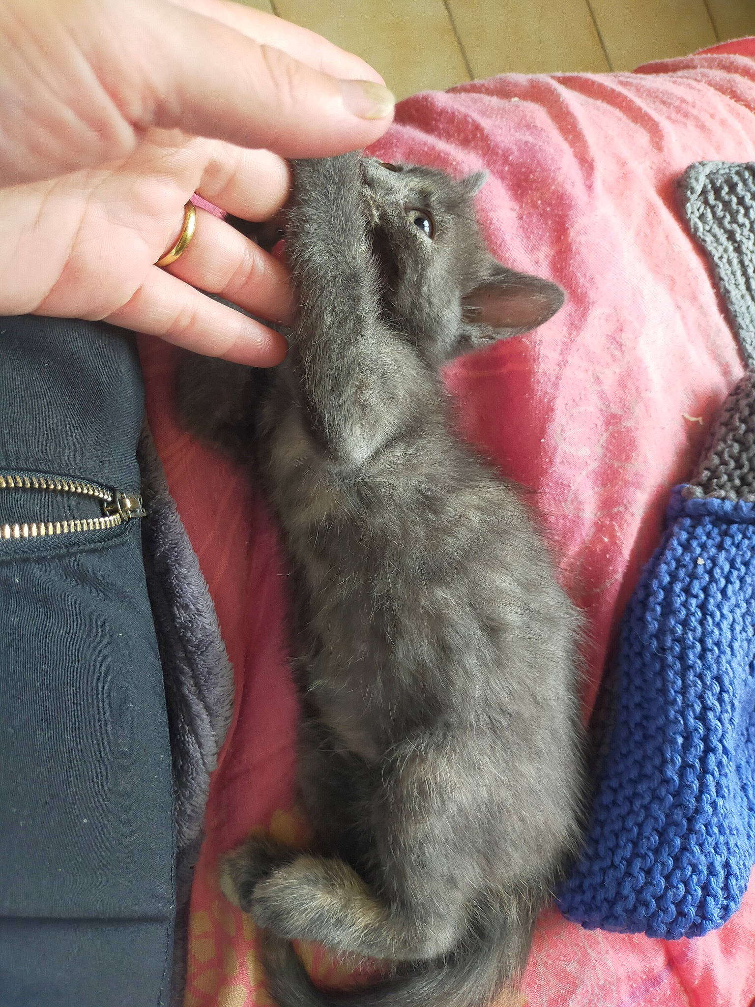 Rebelle participe au concours pour gagner de l'argent avec cette photo : carnivore, cat, chartreux, felidae, hand, korat, mammal, nebelung, russian_blue, small_to_medium_sized_cats