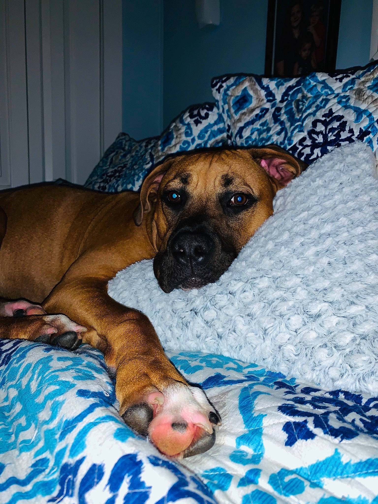 Bo Kelley joined the competition — help win amazing prizes! alano_espanol, black_mouth_cur, boerboel, boxer, bullmastiff, canidae, carnivore, dog, dog_breed, fawn, guard_dog, mammal, molosser, non_sporting_group, rhodesian_ridgeback, snout, tosa, vertebrate, whiskers