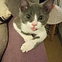 Mallow a rejoint le concours — aidez-le/la à gagner de superbes lots ! kitten, cat, pet, tongue_out, gray, white, indoor, cozy, pillow, person, leg, relaxed, cute, animal, fur, whiskers, small, domestic, resting, playful