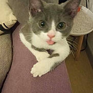 Mallow a rejoint le concours — aidez-le/la à gagner de superbes lots ! kitten, cat, pet, tongue_out, gray, white, indoor, cozy, pillow, person, leg, relaxed, cute, animal, fur, whiskers, small, domestic, resting, playful