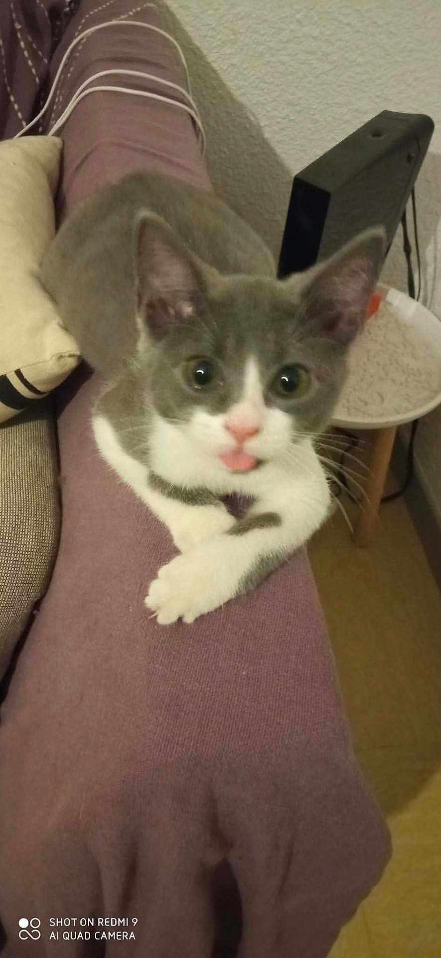 Mallow a rejoint le concours — aidez-le/la à gagner de superbes lots ! kitten, cat, pet, tongue_out, gray, white, indoor, cozy, pillow, person, leg, relaxed, cute, animal, fur, whiskers, small, domestic, resting, playful