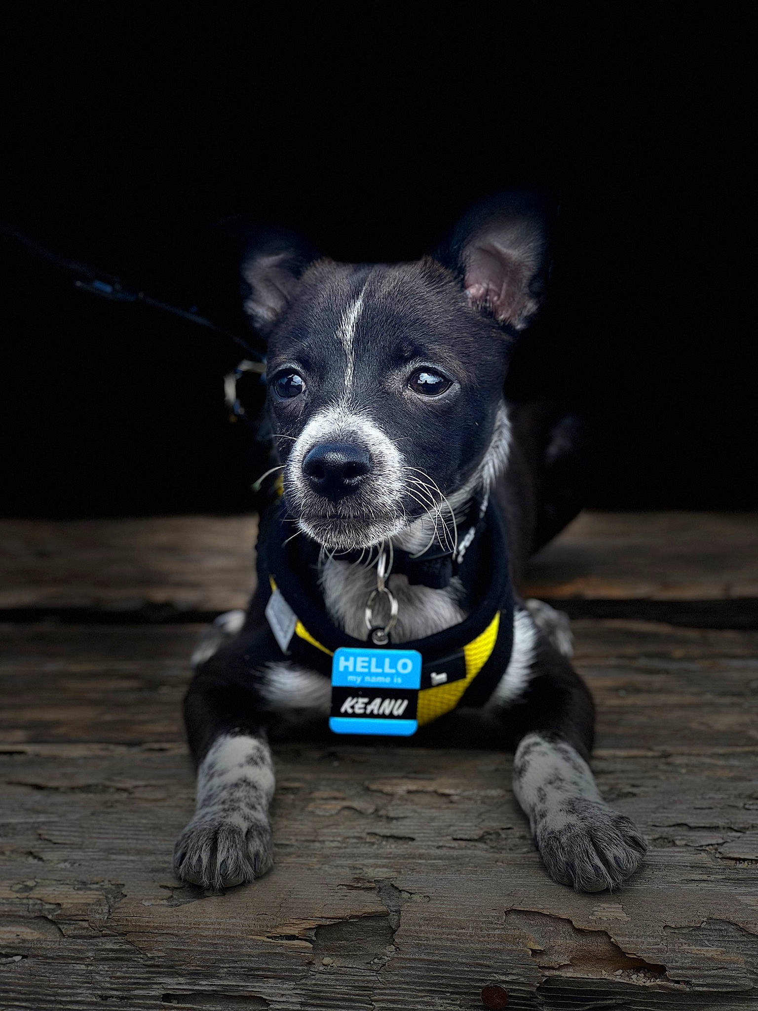 Keanu joined the competition — help win amazing prizes! canidae, carnivore, collar, companion_dog, dog, dog_breed, dog_clothes, dog_collar, dog_supply, electric_blue, leash, paw, pet_supply, snout, sporting_group, tail, terrier, toy_dog, whiskers, working_animal