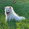 dog, puppy, white_fur, grass, outdoor, sunlight, happy, tongue_out, nature, pet, animal, ears, fluffy, lying_down, green, summer, playful, cute, canine, young