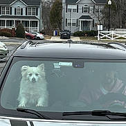 Polo joined the competition — help win amazing prizes! dog, car, windshield, person, suburban, house, tree, street, parked_car, pet, white_dog, window, animal, driver, road, daytime, outdoor, fence, lamppost, reflection