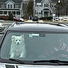 dog, car, windshield, person, suburban, house, tree, street, parked_car, pet, white_dog, window, animal, driver, road, daytime, outdoor, fence, lamppost, reflection