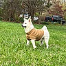 Polo joined the competition — help win amazing prizes! dog, white_dog, sweater, grass, lawn, outdoor, trees, suburban, parked_cars, spring, pet, canine, fur, animal, nature, daylight, standing, cute, small_dog, cozy