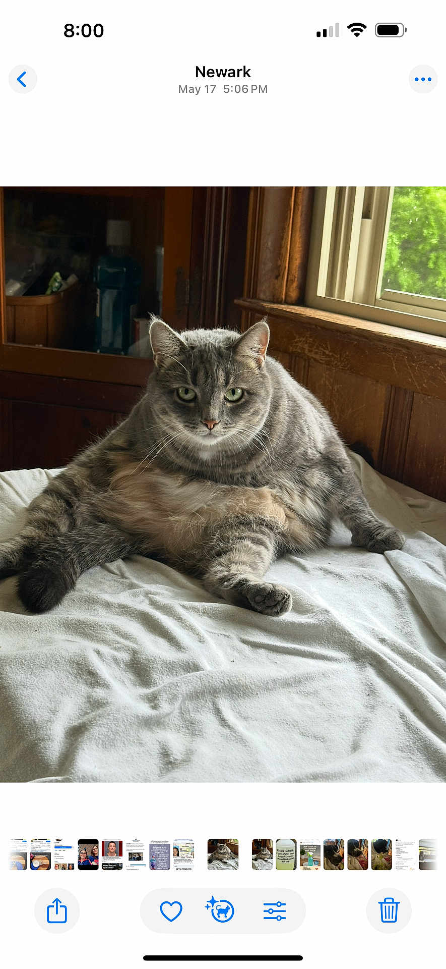 Mama joined the competition — help win amazing prizes! cat, gray_tabby, pet, feline, indoor, window, wood_paneling, blanket, resting, fur, green_eyes, cute, animal, mammal, domestic_animal, relaxed, whiskers, cozy, home, sleepy