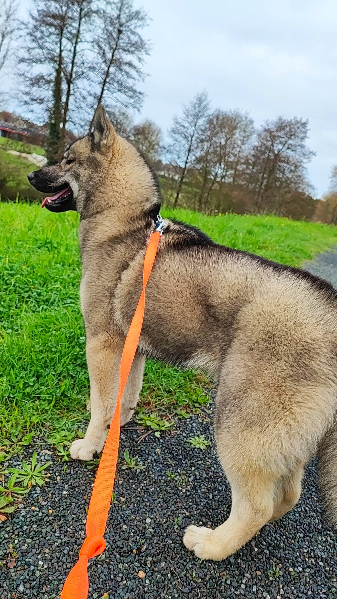 Wahoo participe au concours pour gagner de l'argent avec cette photo : canidae, carnivore, collar, companion_dog, dog, dog_breed, dog_collar, dog_supply, fawn, leash, pet_supply, sky, snout, sporting_group, tail, terrestrial_animal, tree, wildlife, working_animal, working_dog