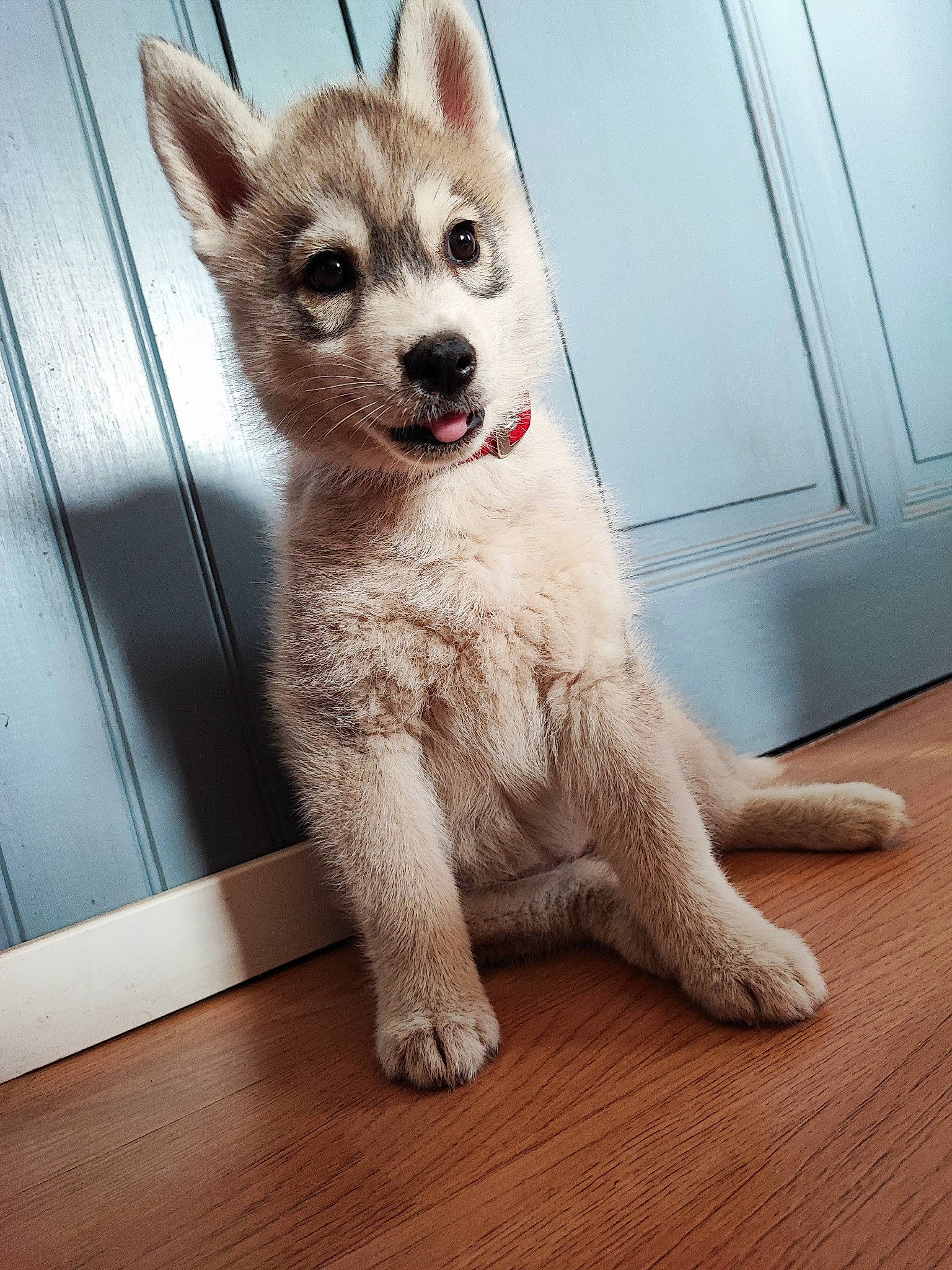 Thalya a rejoint le concours — aidez-le/la à gagner de superbes lots ! canidae, carnivore, companion_dog, dog, dog_breed, fawn, flooring, foot, fur, hardwood, paw, snout, sporting_group, tail, terrestrial_animal, varnish, whiskers, wood, wood_flooring, working_animal