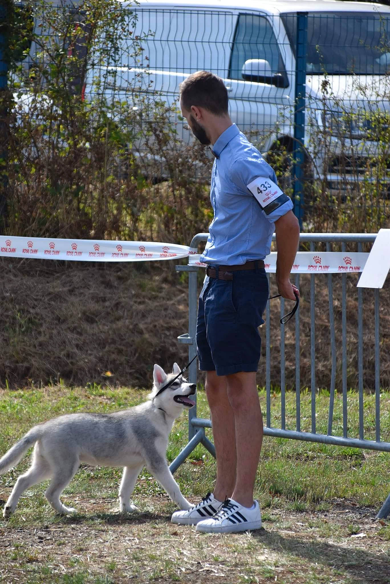 Thalya participe au concours pour gagner de l'argent avec cette photo : canidae, car, carnivore, companion_dog, dog, dog_breed, fawn, fence, grass, leisure, plant, recreation, shorts, sporting_group, t_shirt, tail, terrestrial_animal, tree, wildlife, working_animal