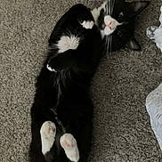 Sylvester is registered to the contest to win money with this photo: cat, tuxedo_cat, black_and_white, pet, animal, lying_down, carpet, indoor, cute, paws, whiskers, fur, relaxed, playful, domestic_cat, feline, resting, curious, mischievous, close_up